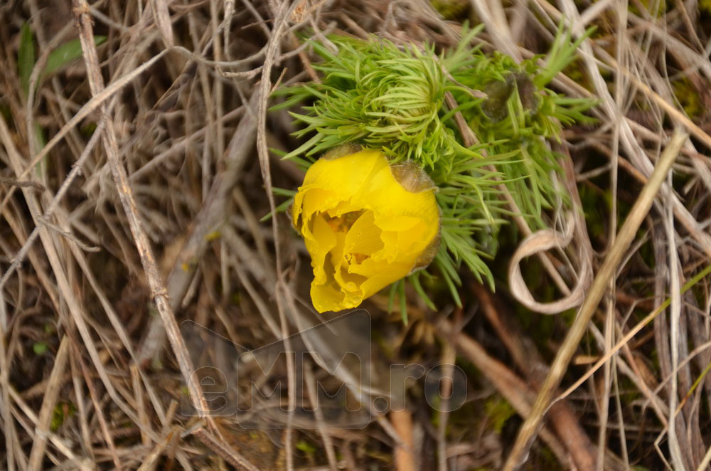 Foto: Adonis vernalis